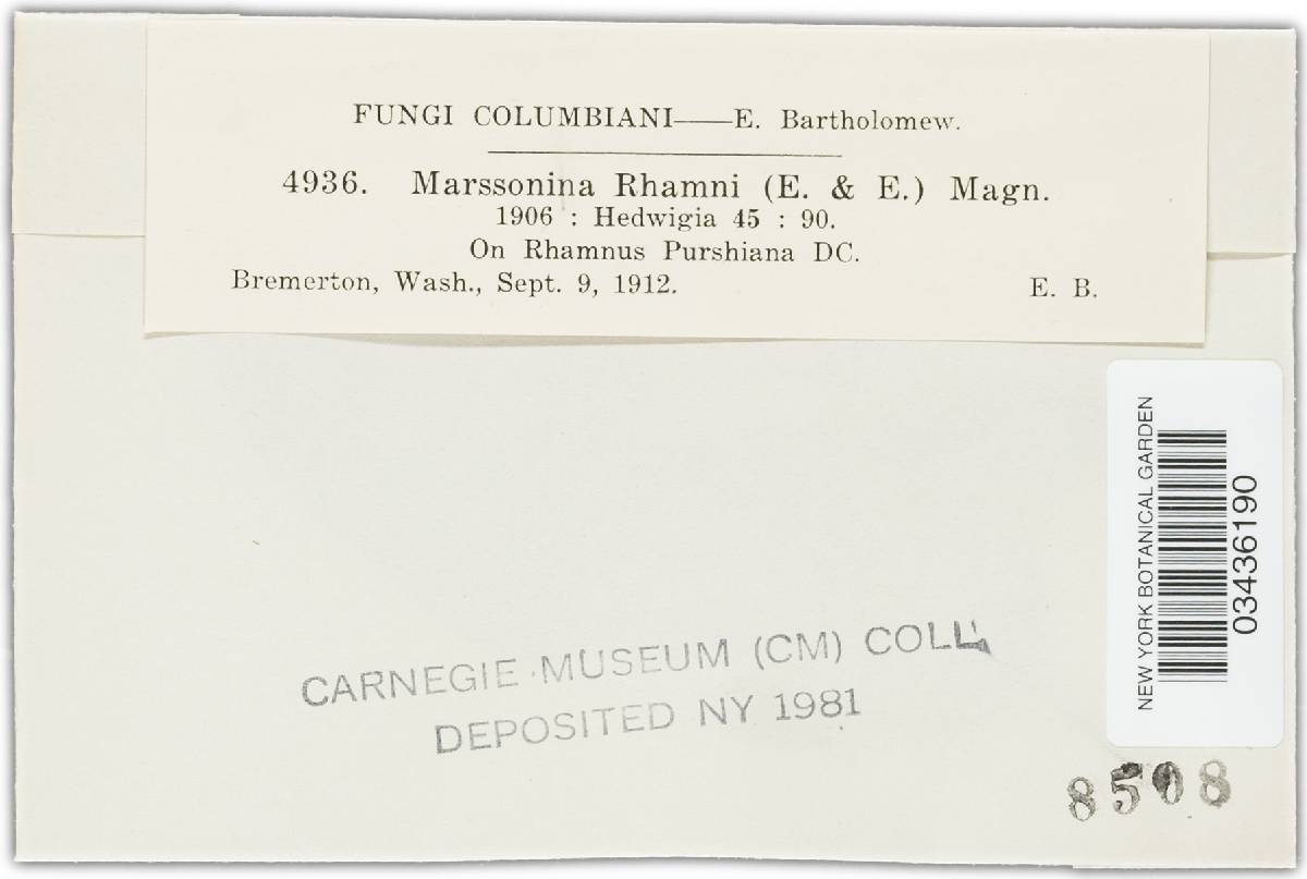 Marssonina rhamni image