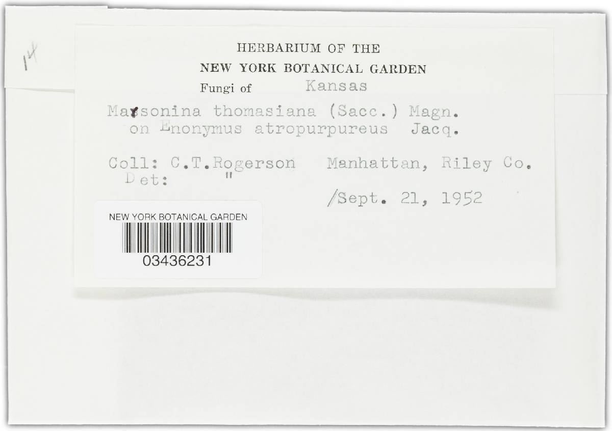 Marssonina thomasiana image