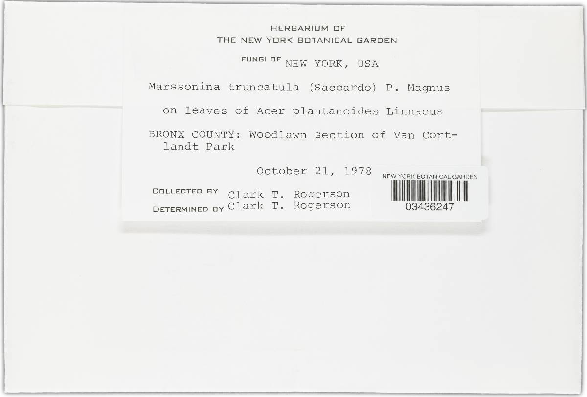 Marssonina truncatula image