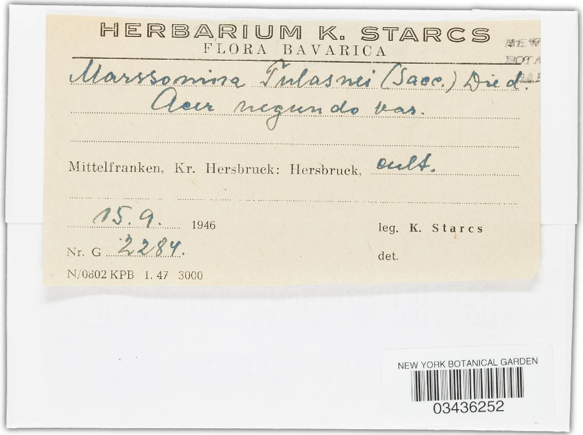 Marssonina tulasnei image