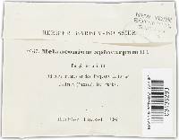 Melanconium apiocarpum image