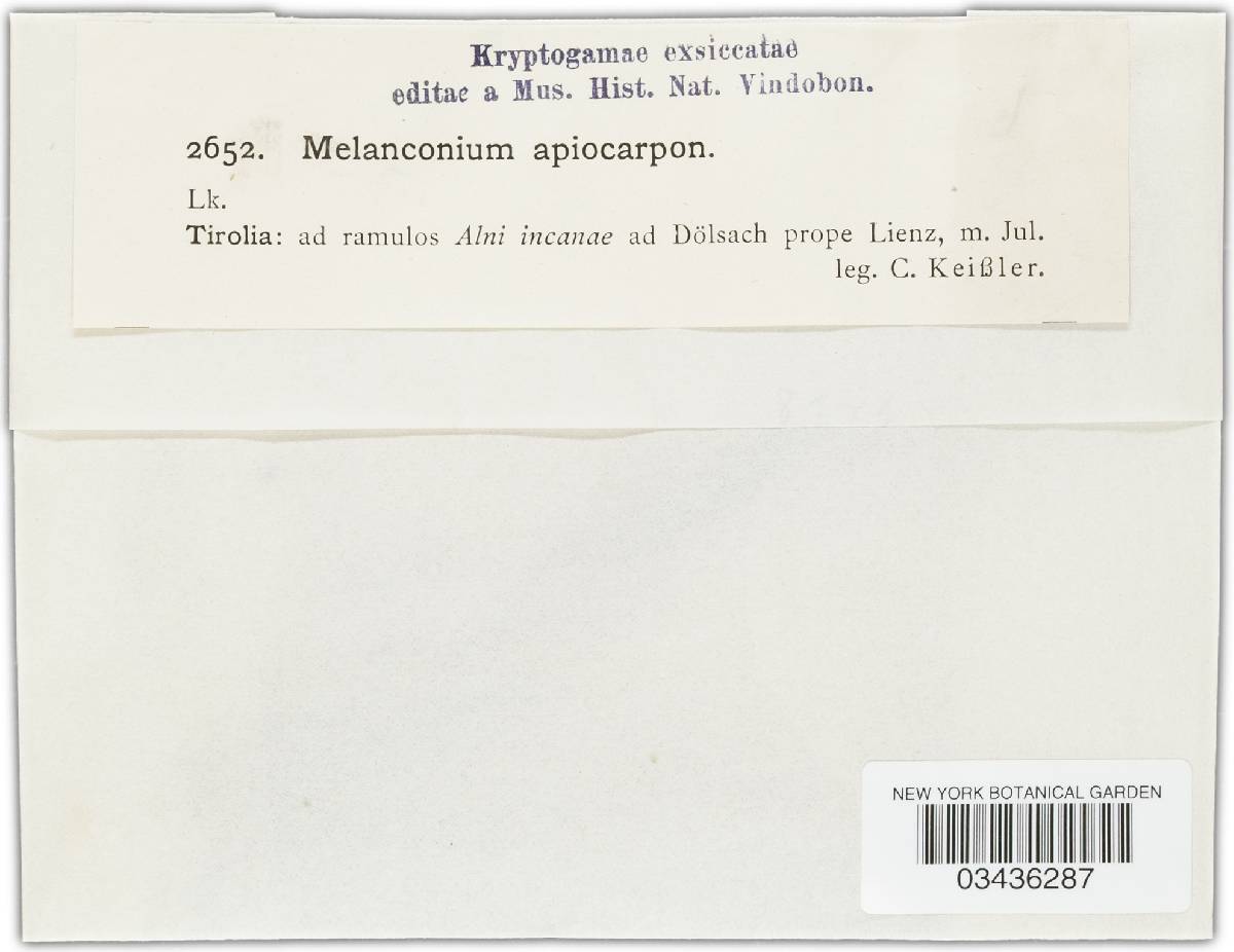 Melanconium apiocarpum image