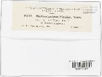 Melanconium bicolor image