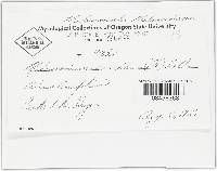 Melanconium candidum image