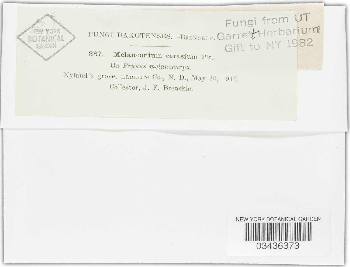 Melanconium cerasinum image