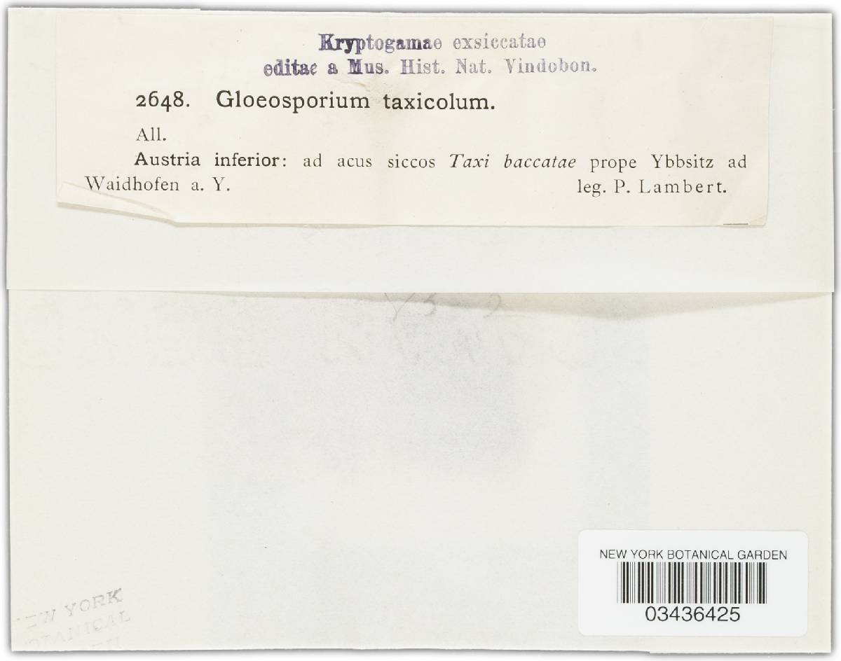 Cryptocline taxicola image