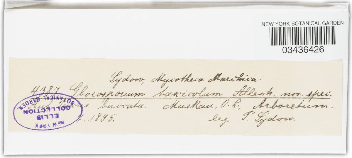 Cryptocline taxicola image