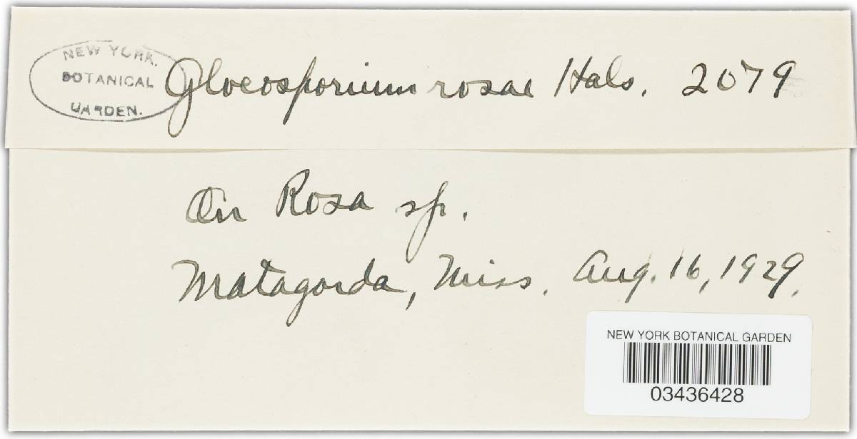 Gloeosporium rosarum image