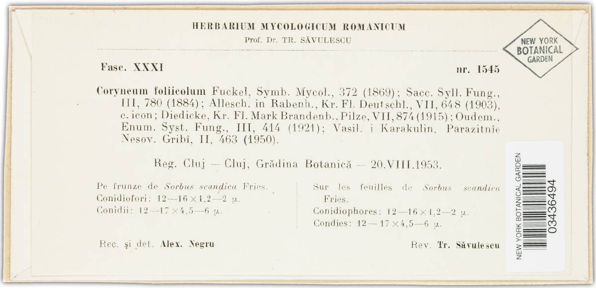 Coryneum foliicola image