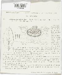 Coryneum foliicola image