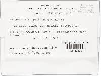 Melanconium juglandinum image