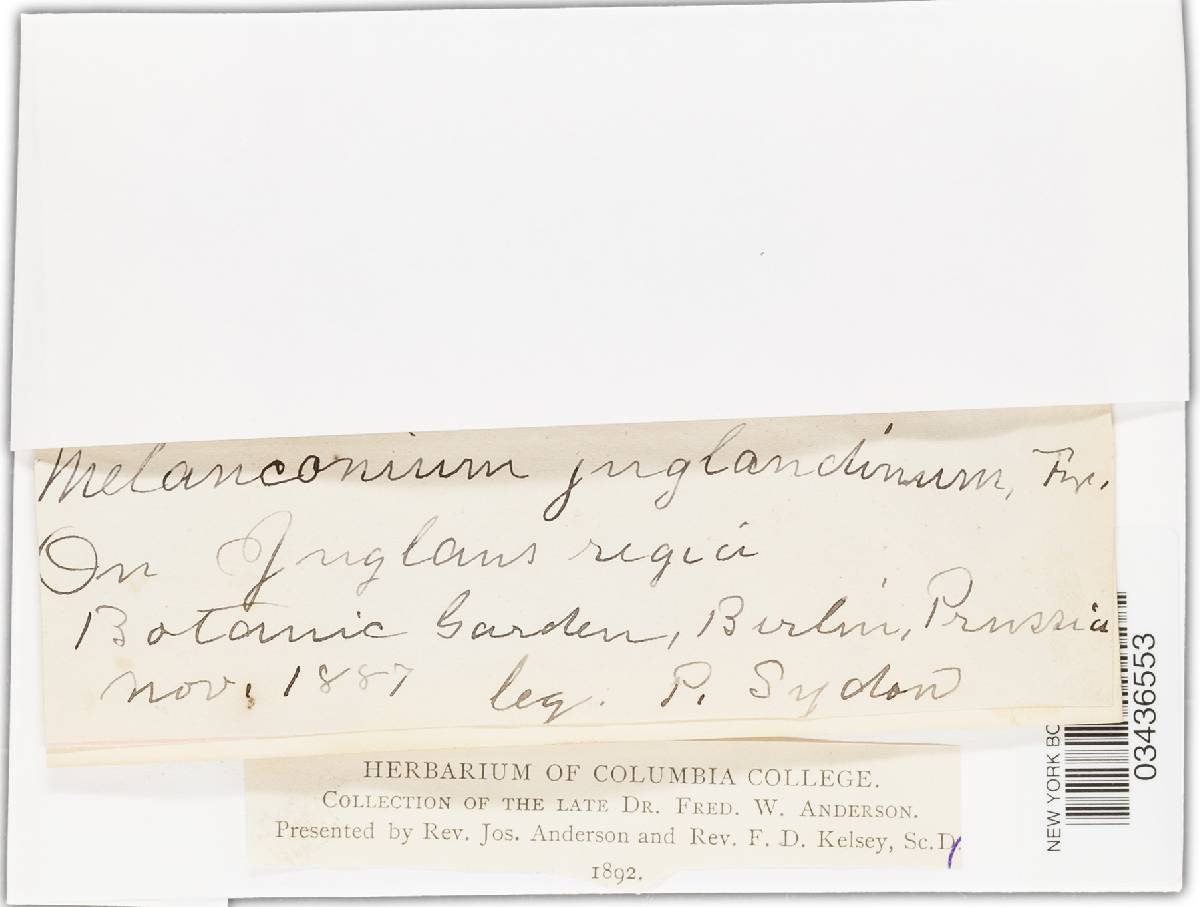 Melanconium juglandinum image