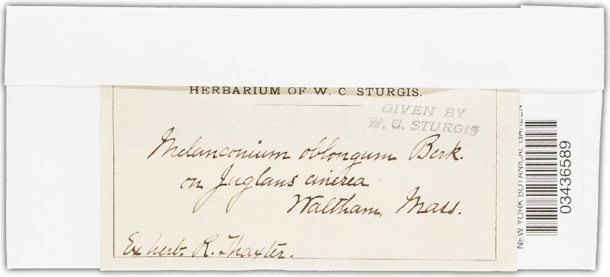 Melanconium oblongum image