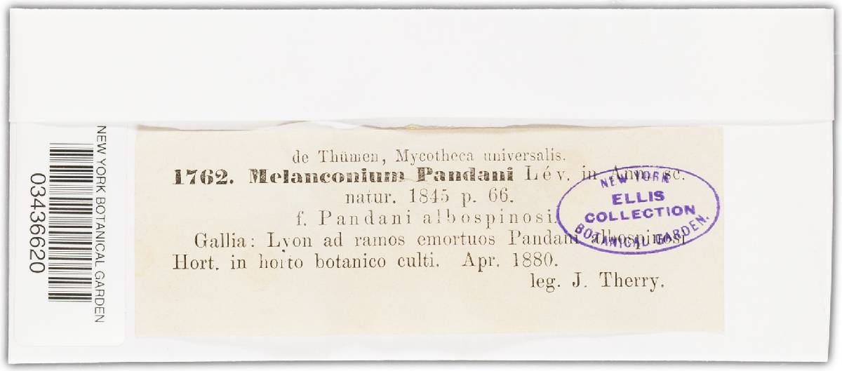 Melanconium pandani image