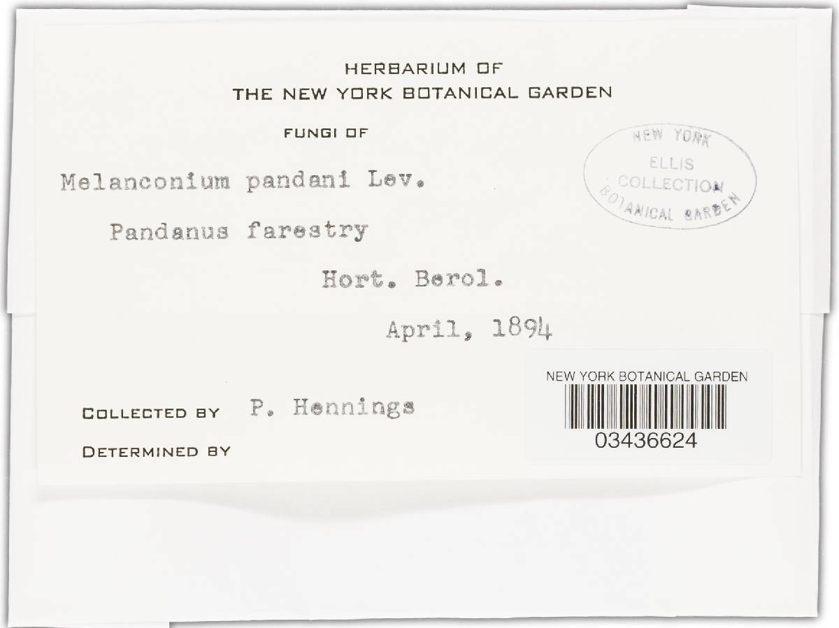 Melanconium pandani image