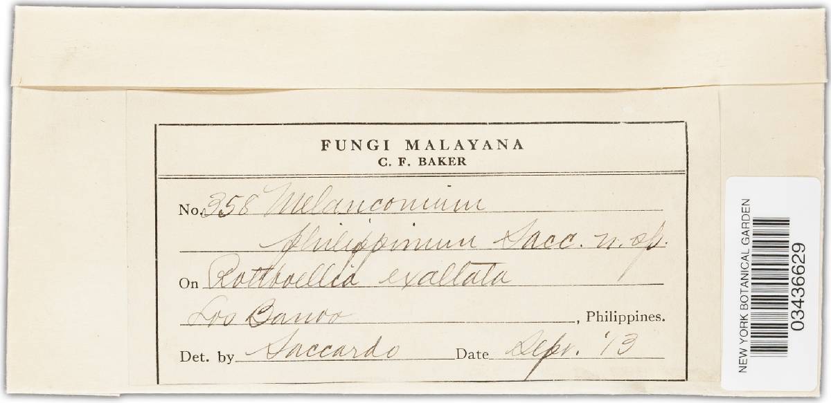 Melanconium philippinum image