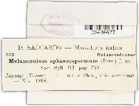 Arthrinium phaeospermum image