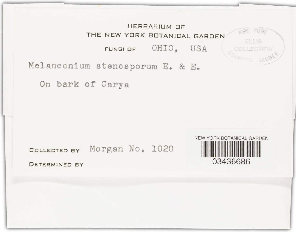 Melanconium stenosporum image