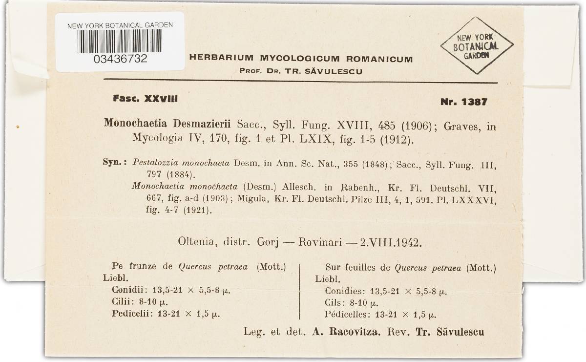 Monochaetia desmazieri image