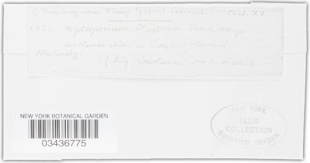 Myxosporium aquifolii image