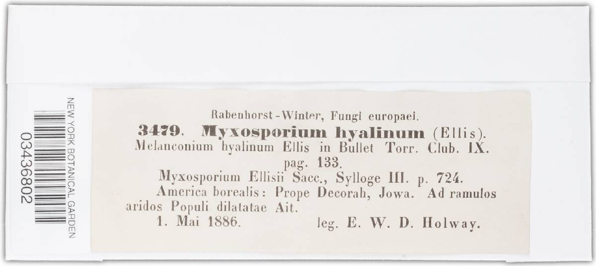 Myxosporium everhartii image