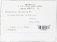 Myxosporium incarnatum image