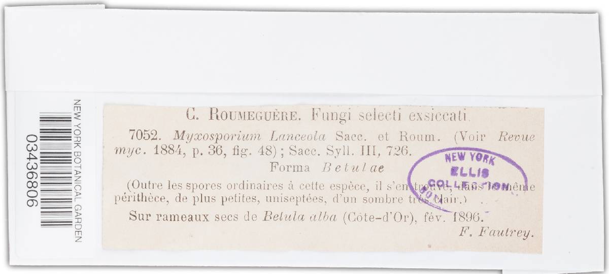 Myxosporium lanceola image