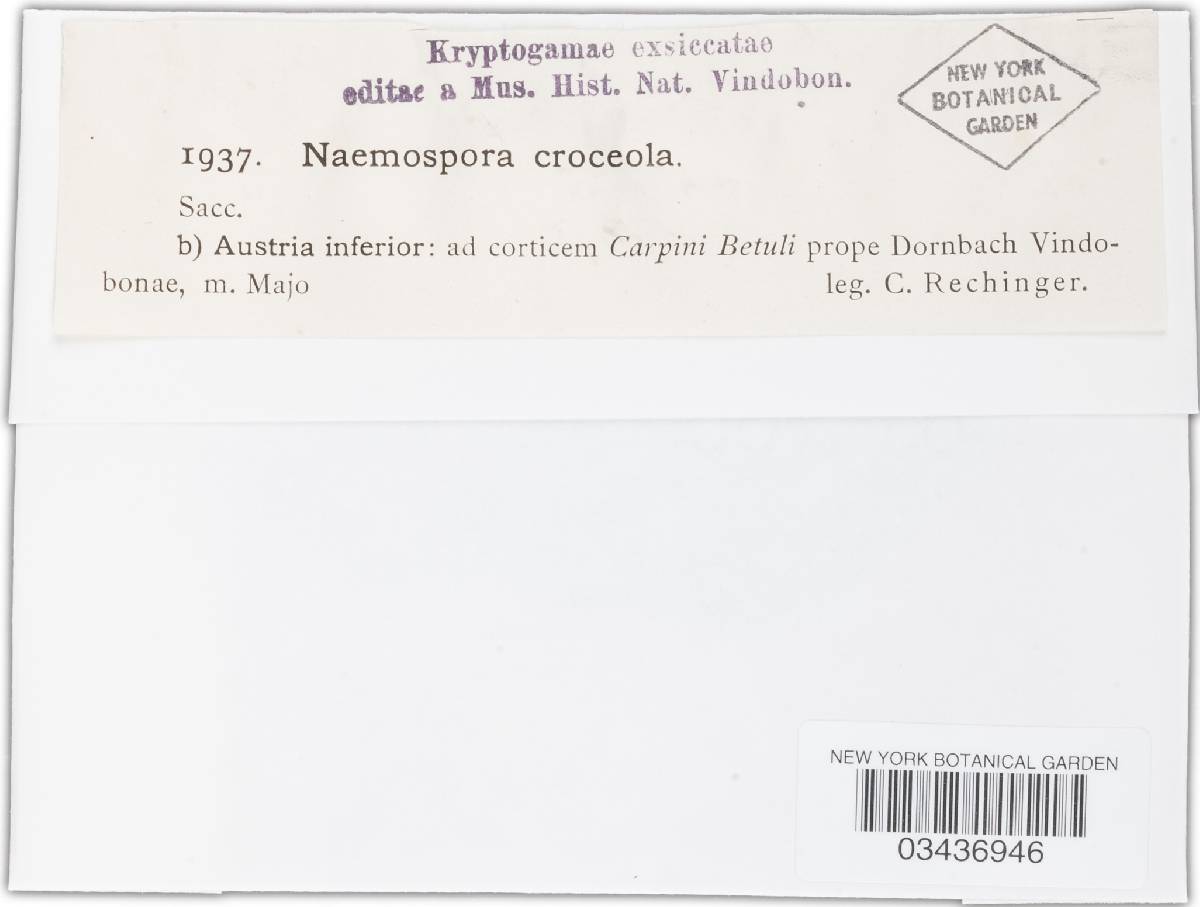 Naemospora croceola image
