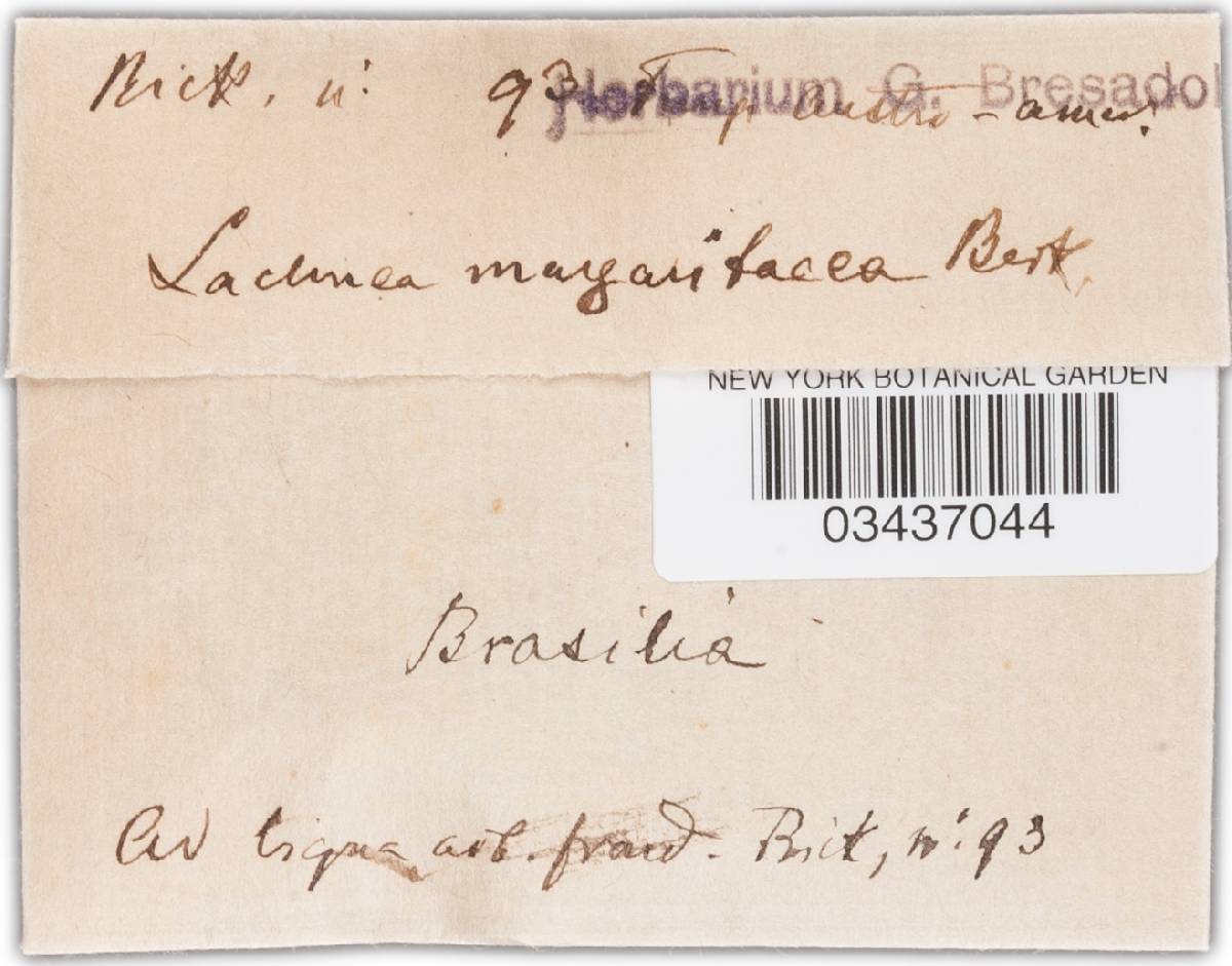 Lachnea margaritacea image