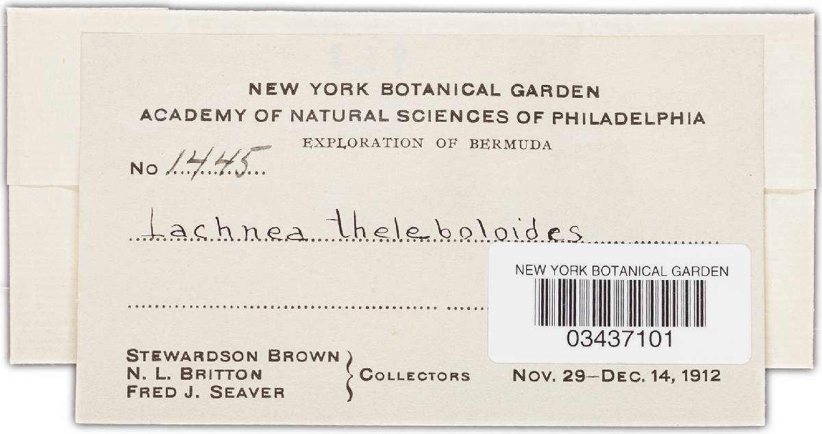 Cheilymenia theleboloides image