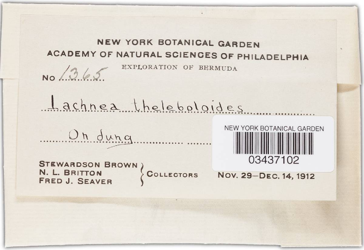 Cheilymenia theleboloides image