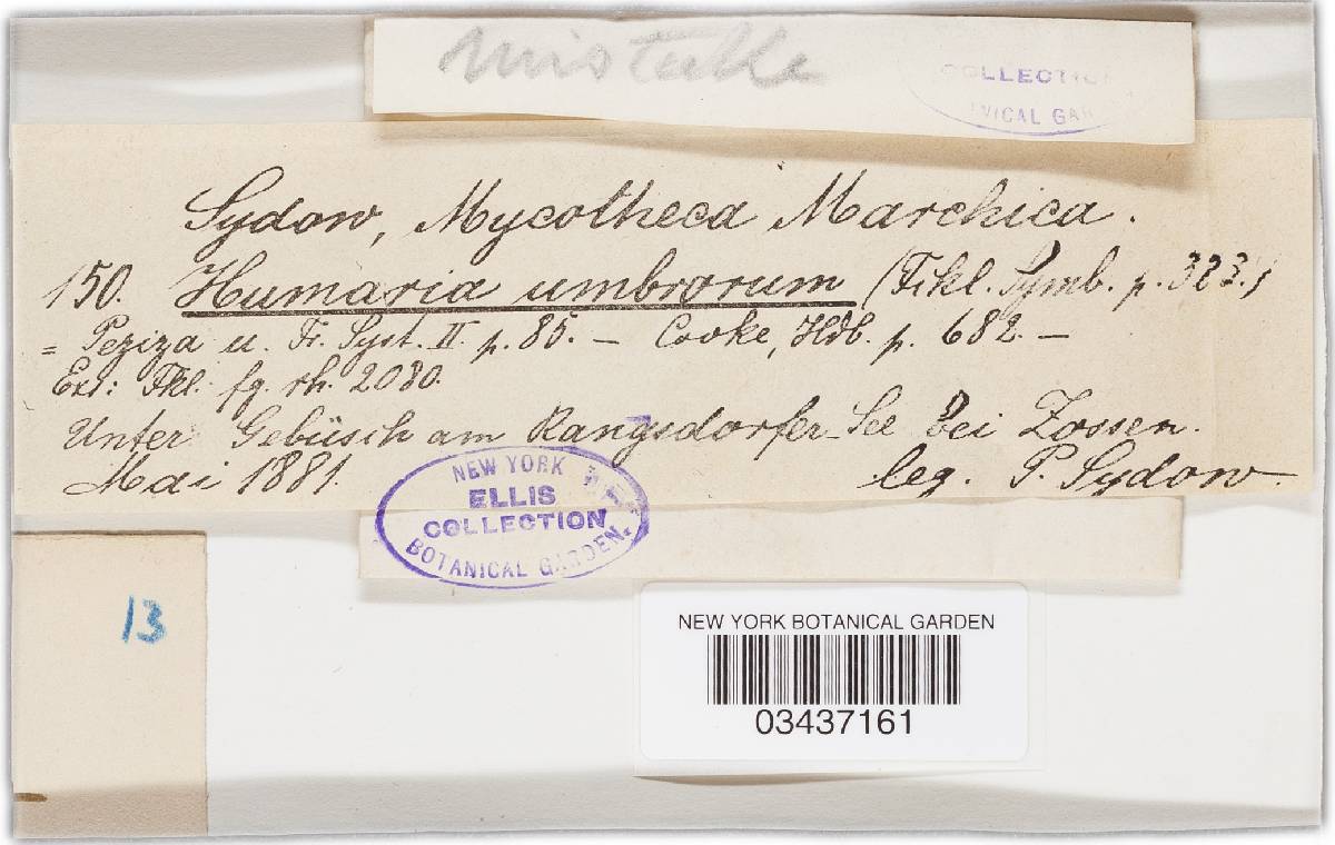 Patella umbrorum image