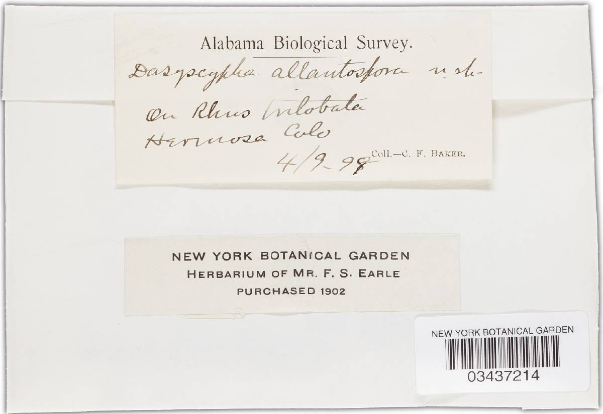 Perrotia flammea image