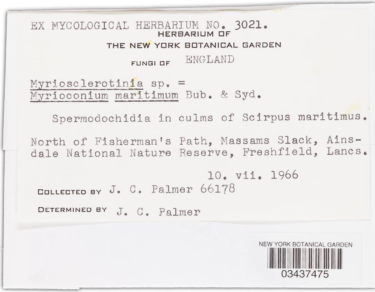 Myrioconium maritimum image