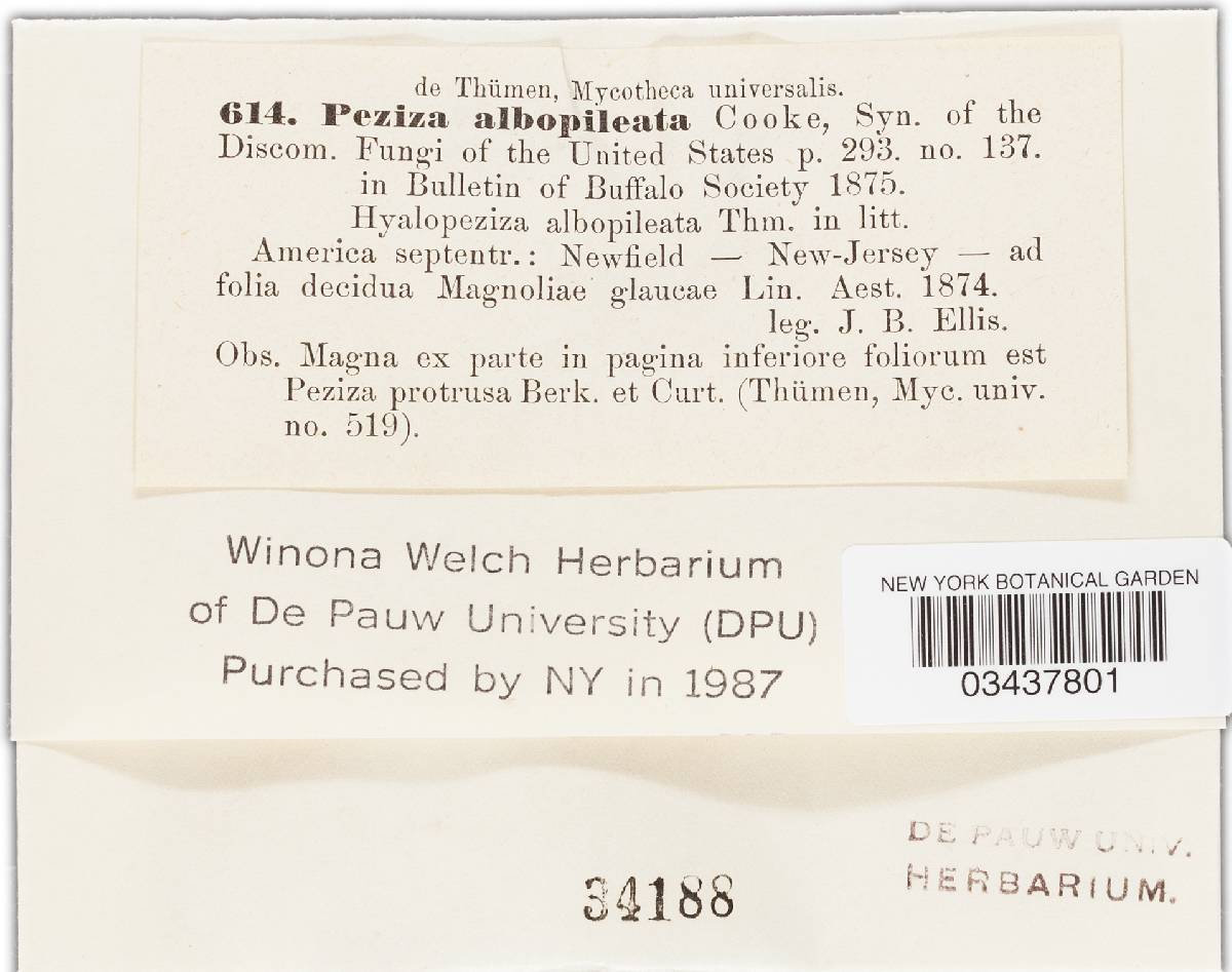 Peziza albopileata image