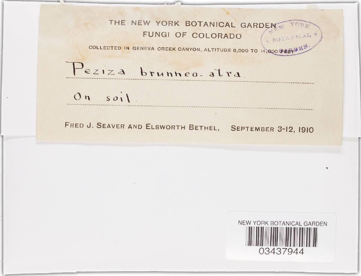 Peziza brunneoatra image