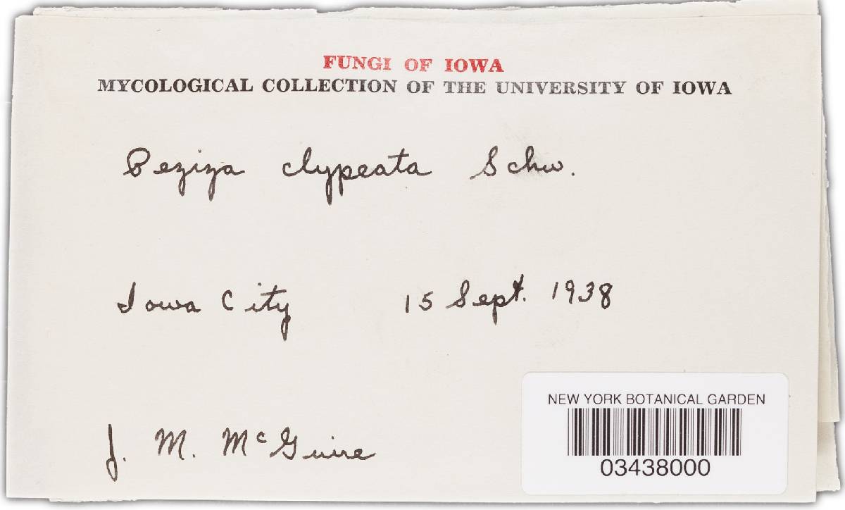 Peziza clypeata image