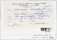 Uromyces dianthi image
