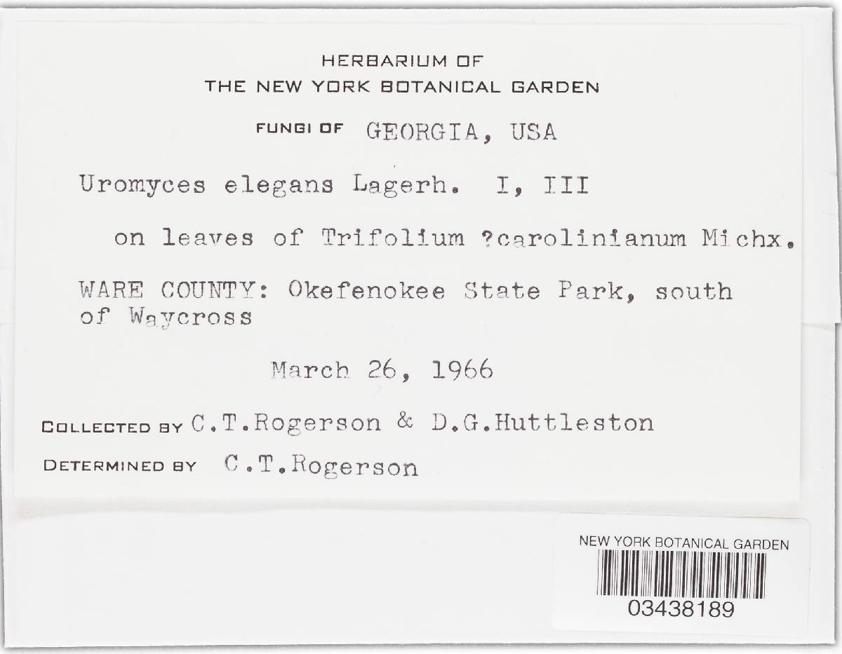 Uromyces elegans image