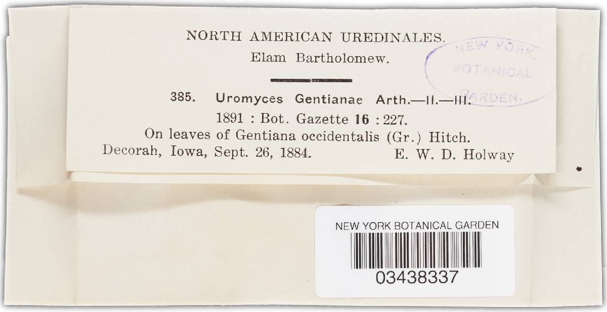 Uromyces gentianae image