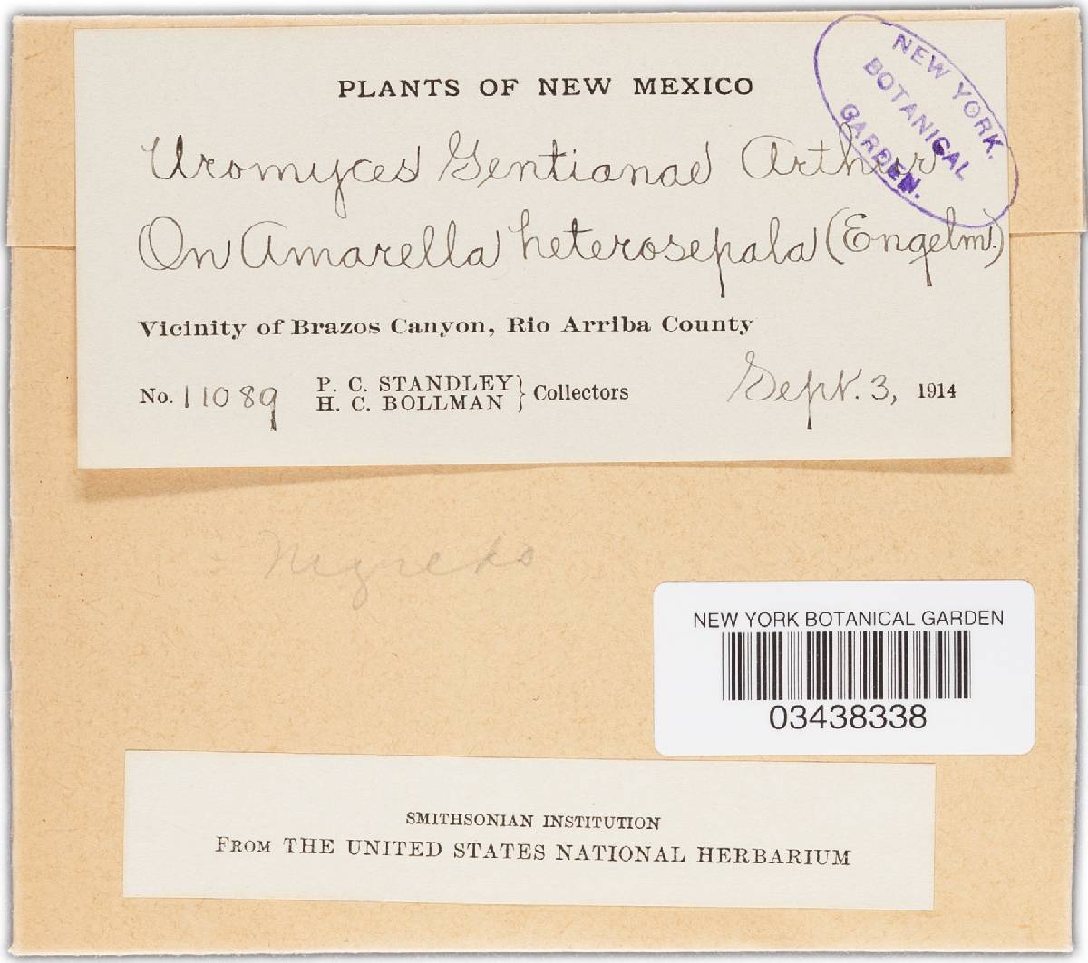 Uromyces gentianae image