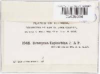 Uromyces euphorbiae image