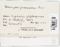 Uromyces euphorbiae image