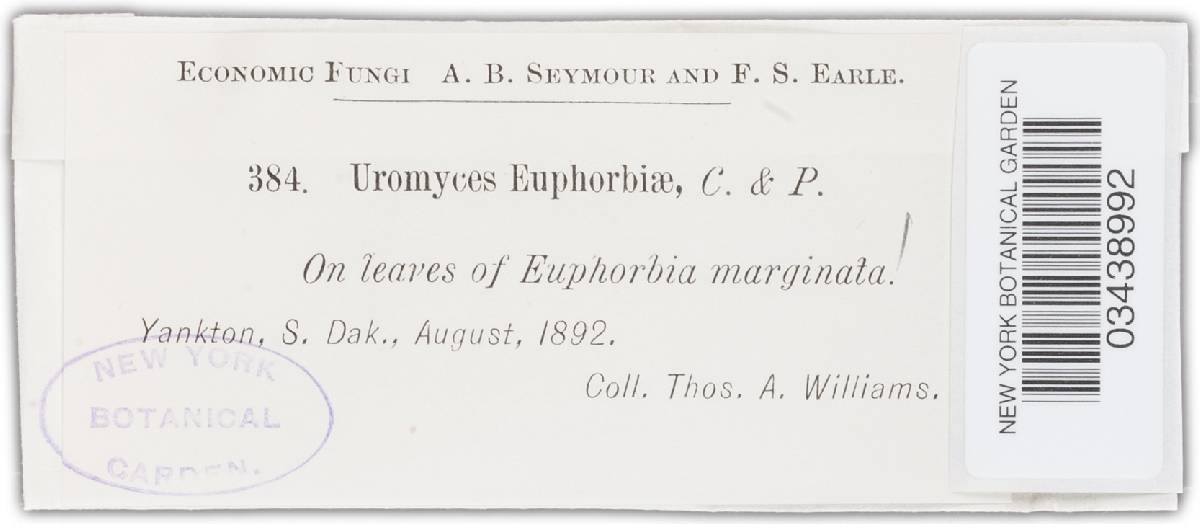 Uromyces euphorbiae image