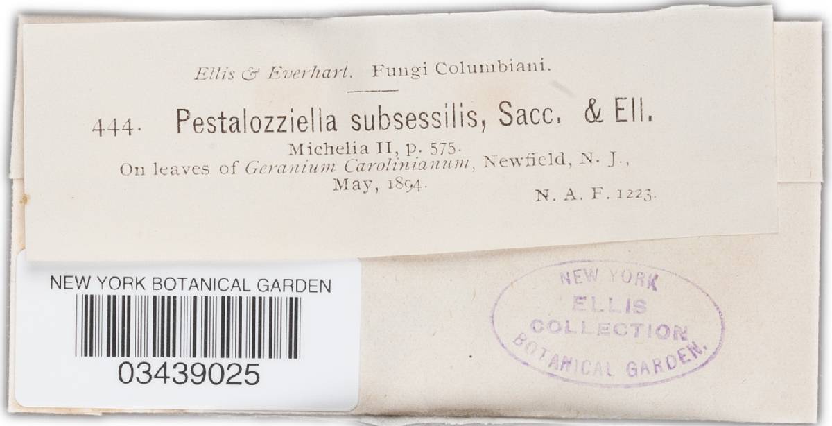 Pestalozziella subsessilis image