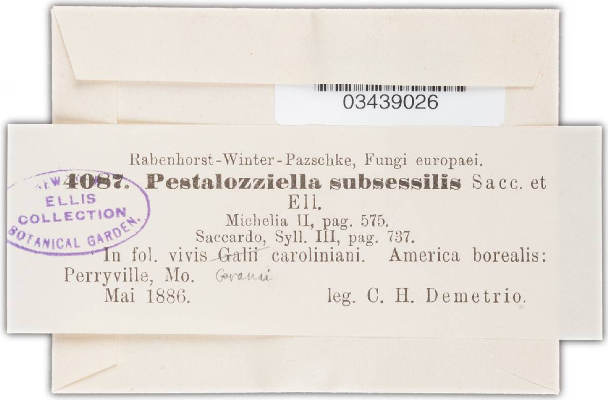 Pestalozziella subsessilis image