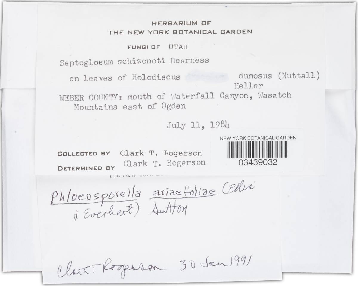 Phloeosporella ariaefoliae image