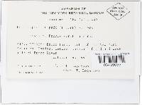 Blumeriella jaapii image
