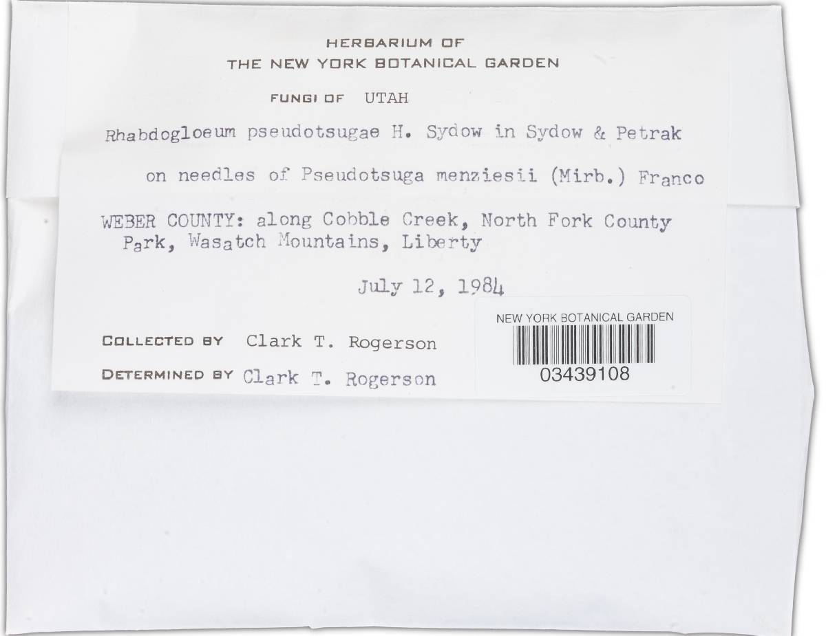 Rhabdogloeum image