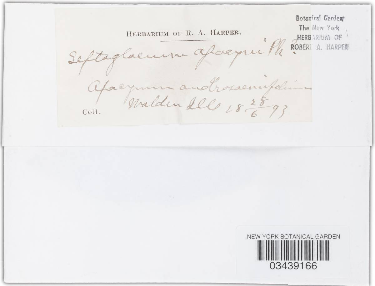 Septogloeum apocyni image